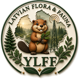 YLFF logo